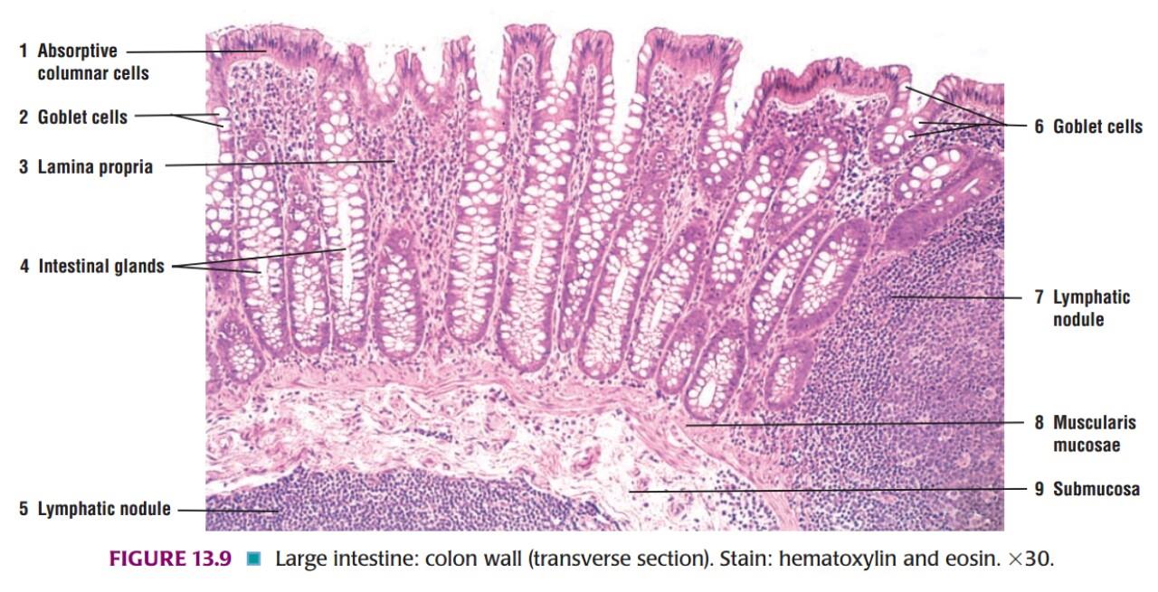 Digestive/Viscera (Systemic Histology 2) - Emedicodiary