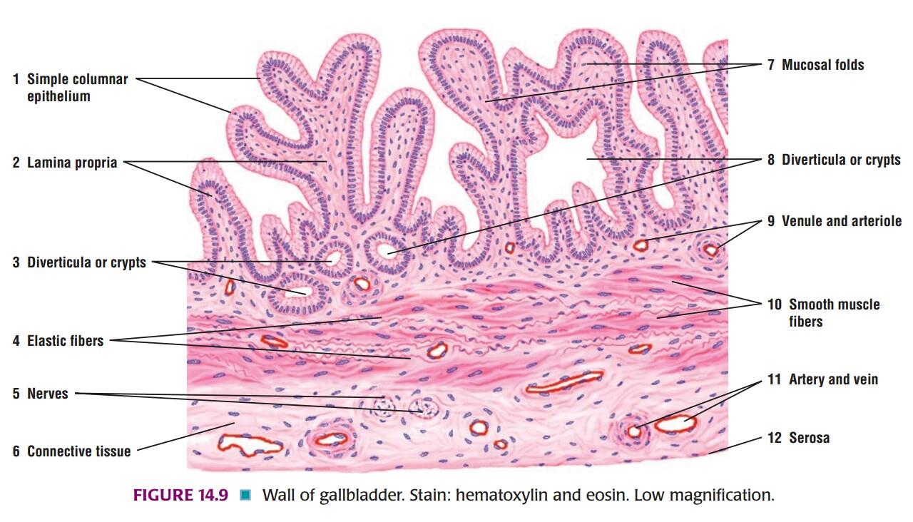 Digestive/Viscera (Systemic Histology 2) - Emedicodiary